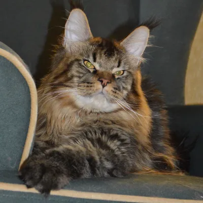 Котенок мейн-кун