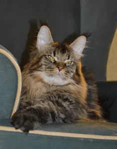 Котенок мейн-кун