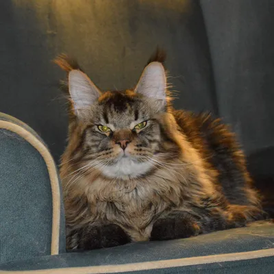 Котенок мейн-кун