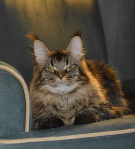 Котенок мейн-кун