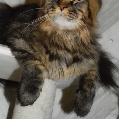 Котенок мейн-кун