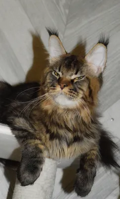 Котенок мейн-кун