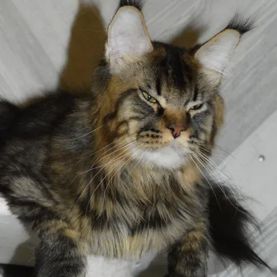 Котенок мейн-кун