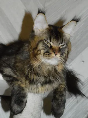 Котенок мейн-кун