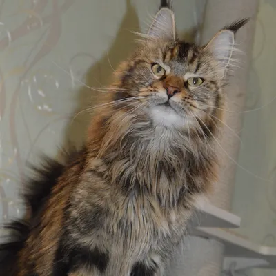 Котенок мейн-кун