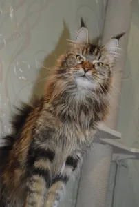 Котенок мейн-кун