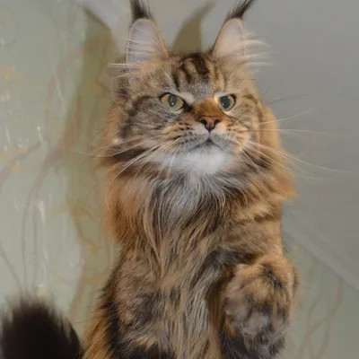 Котенок мейн-кун