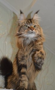 Glasha