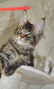 Oskar