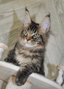 Oskar