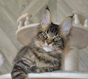 Oskar