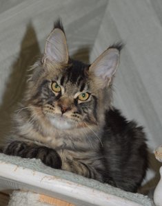 Oskar