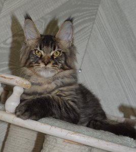 Oskar