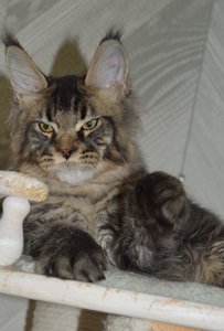 Oskar
