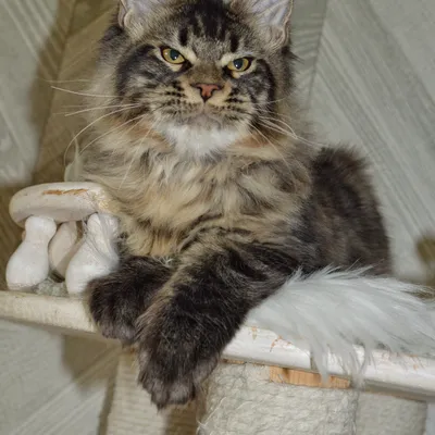 Котенок мейн-кун