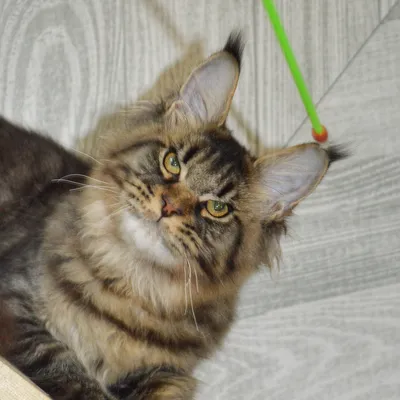 Котенок мейн-кун