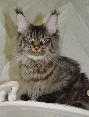 Котенок мейн-кун