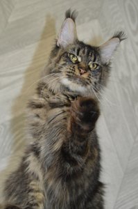 Kira