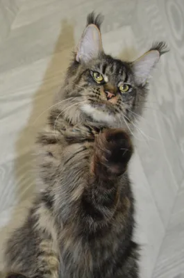 Котенок мейн-кун