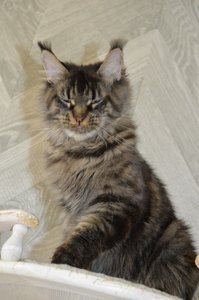 Kira