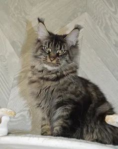 Котенок мейн-кун