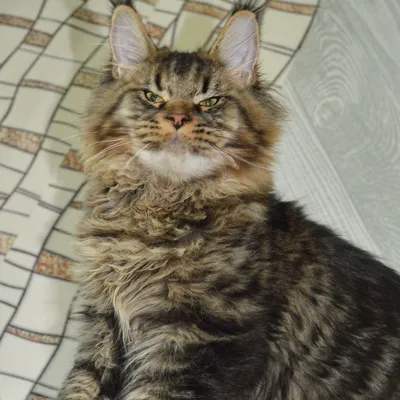 Котенок мейн-кун