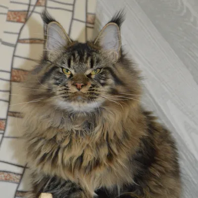 Котенок мейн-кун