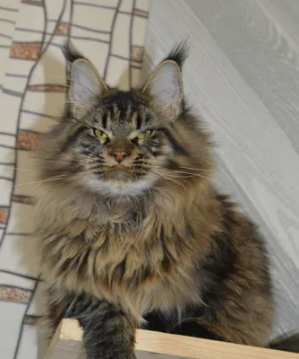 Котенок мейн-кун