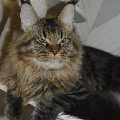 Котенок мейн-кун