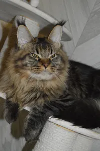 Котенок мейн-кун