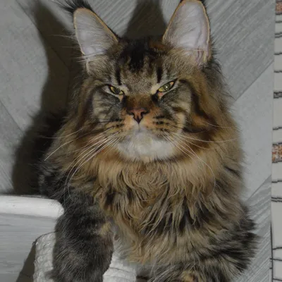 Котенок мейн-кун