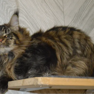 Котенок мейн-кун