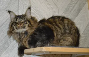 Котенок мейн-кун