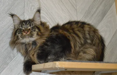 Котенок мейн-кун