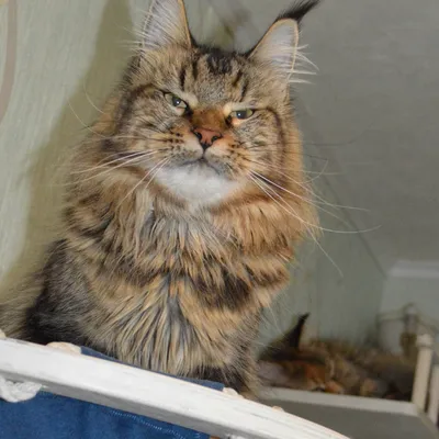 Котенок мейн-кун