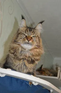 Котенок мейн-кун