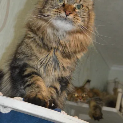 Котенок мейн-кун