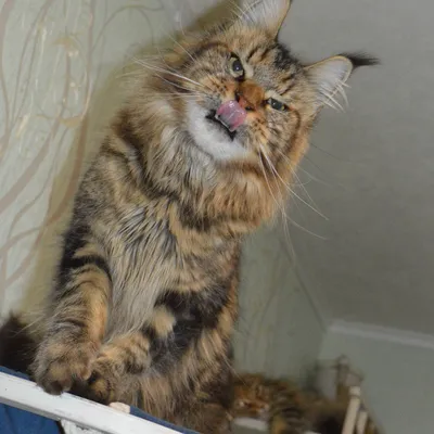 Котенок мейн-кун