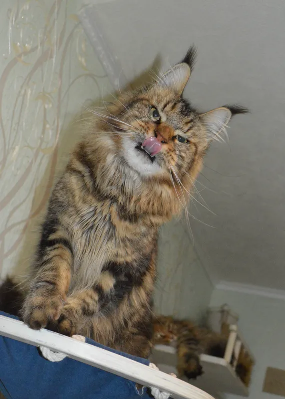 Maine Coon kitten Black classic Tabby (Brown) MCO n 22 Girl