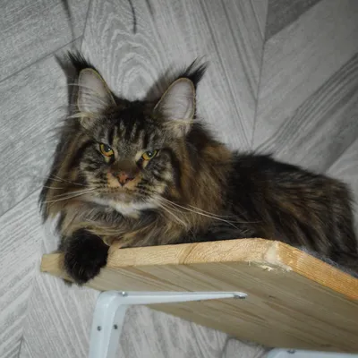 Котенок мейн-кун