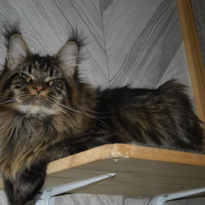 Котенок мейн-кун