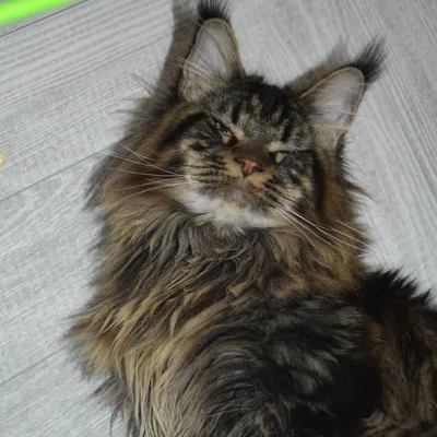 Котенок мейн-кун