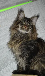 Котенок мейн-кун