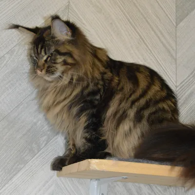 Котенок мейн-кун