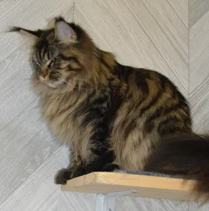 Котенок мейн-кун