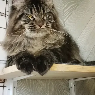 Котенок мейн-кун