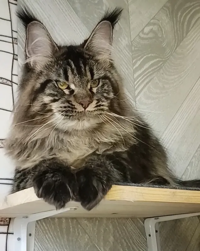 Котенок мейн-кун Черный тигровый MCO n 23 Мальчик