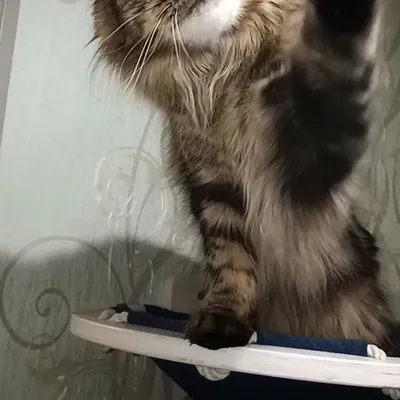 Котенок мейн-кун