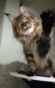 Котенок мейн-кун