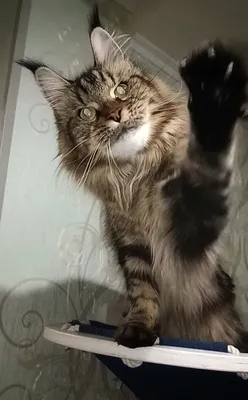 Котенок мейн-кун